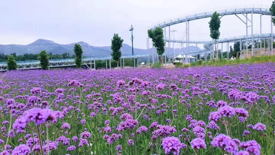 Qingzhou Xinghuacun Wangfu Manor