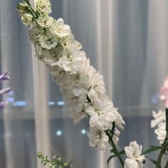 Ghyreria Filoxenia User Photo