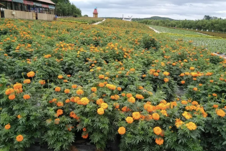 Jinzhu Flower Sea