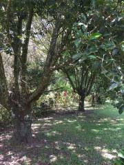 Whyanbeel Arboretum