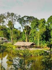 Singapore Botanic Gardens Learning Forest