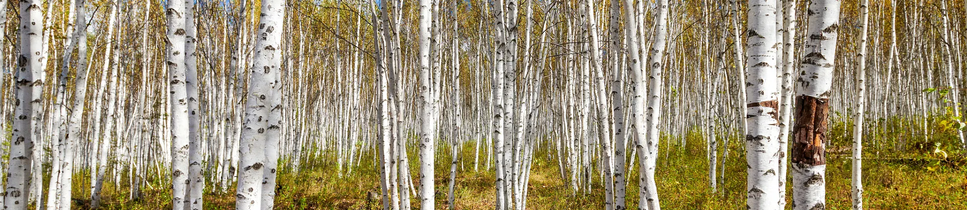 Fall Viewing Attractions