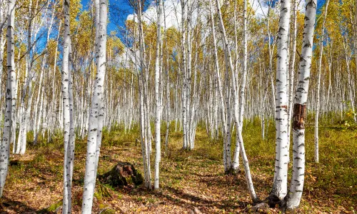 White Birch Forest