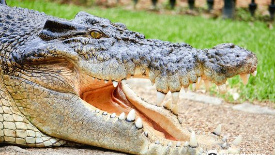 Billabong Zoo Koala & Wildlife Park