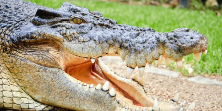 死水潭考拉和野生動物公園