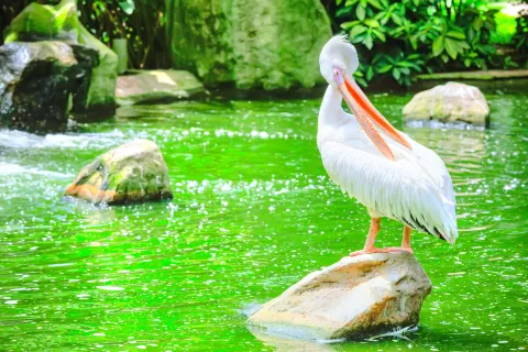 쿠알라룸푸르 새공원