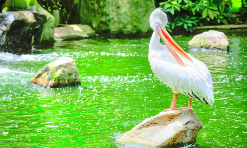 Vogelpark Kuala Lumpur