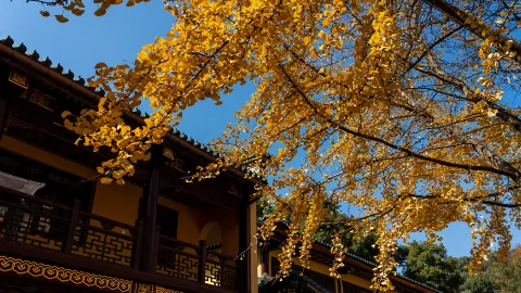 Donglin Temple attraction in Jiujiang
