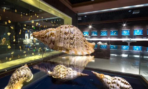 Qingdao Shell Museum