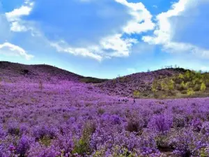 Azalea Mountain Scenic Area