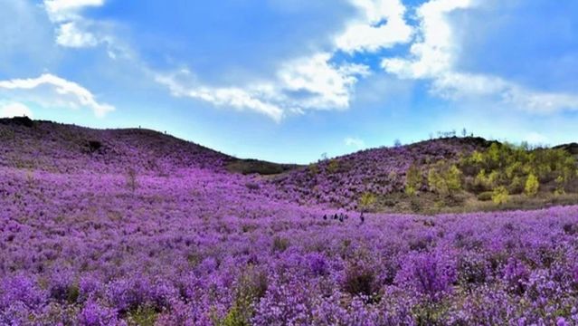 Azalea Mountain Scenic Area