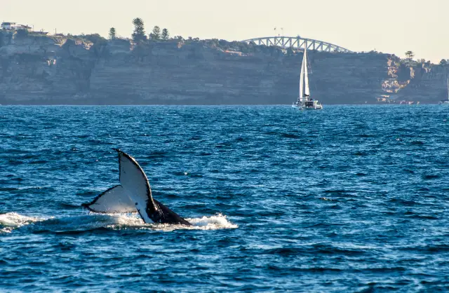 Whale Watching At Sea in Sydney