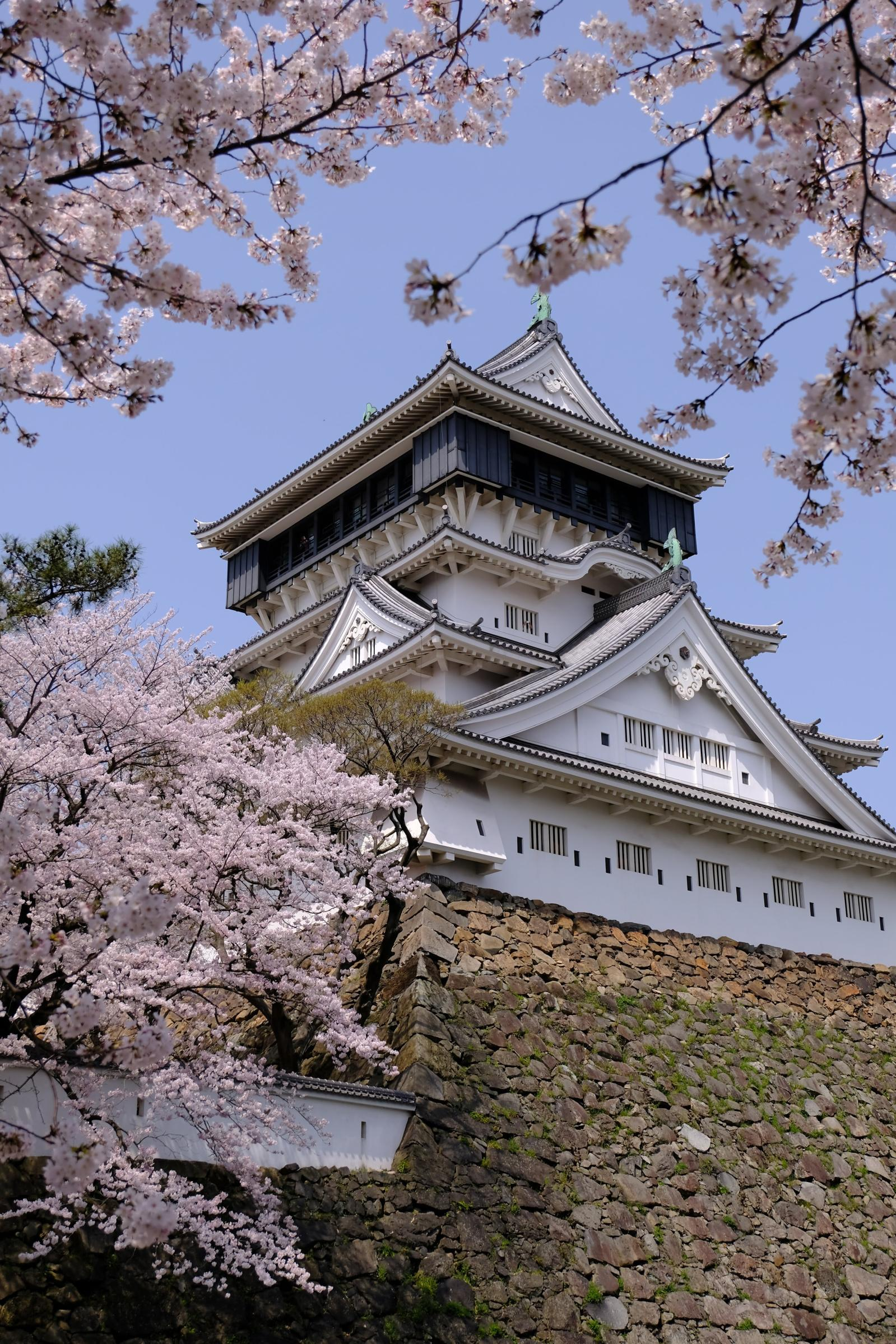 Kokura Castle Cherry Blossom Festival | Kitakyushu City