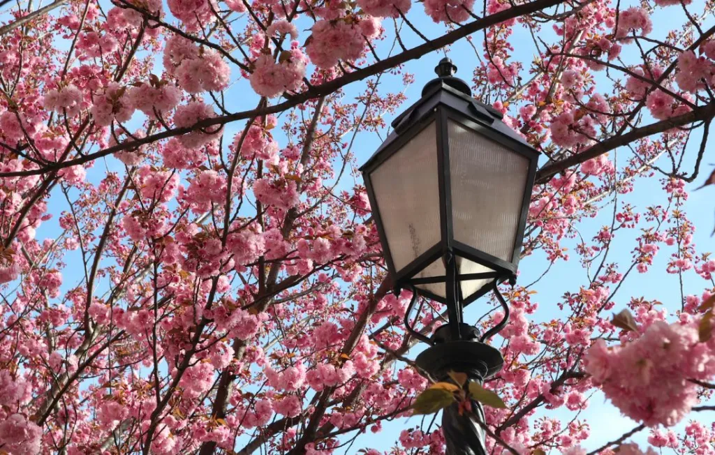 Cherry Blossom Festival In Budapest | Budapest