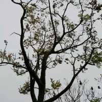 鳥語花香之地：佐敦谷公園