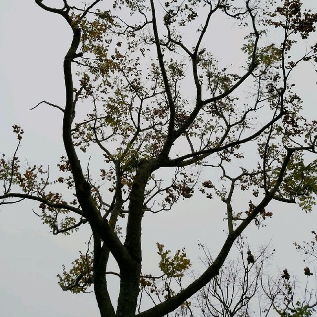 鳥語花香之地：佐敦谷公園
