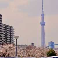 旧中川の桜並木