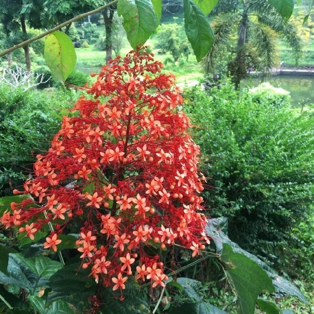 สวนส้มธนาธร จ.เชียงใหม่
 สวนส้มธนาธร จ.เชียงใหม่