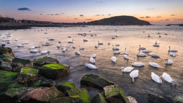 Weihai Private Day Tour: Swan Lake, Naxianghai Diamond Beach, Jiming Island, Weihai Park, Maotou Mountain, Torch Street 8