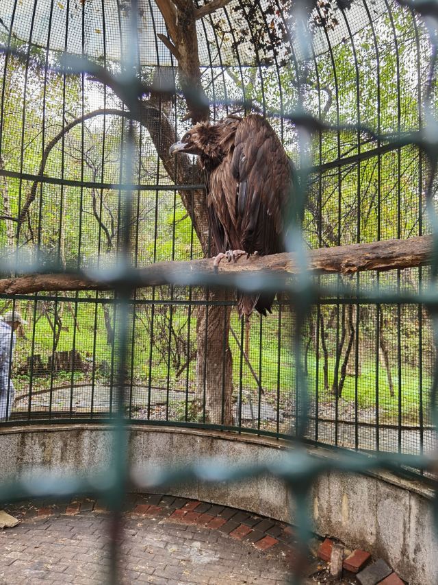 朱雀山森林公園