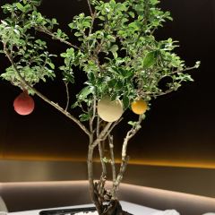Silver pot ảnh của người dùng