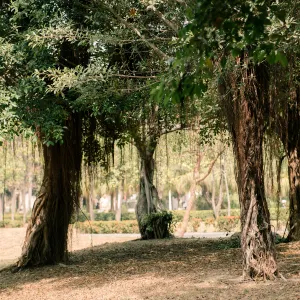 中央公園