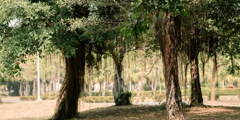 中央公園