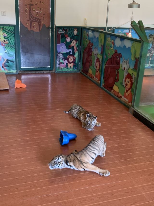항저우 야생동물원(항주 야생동물세계)