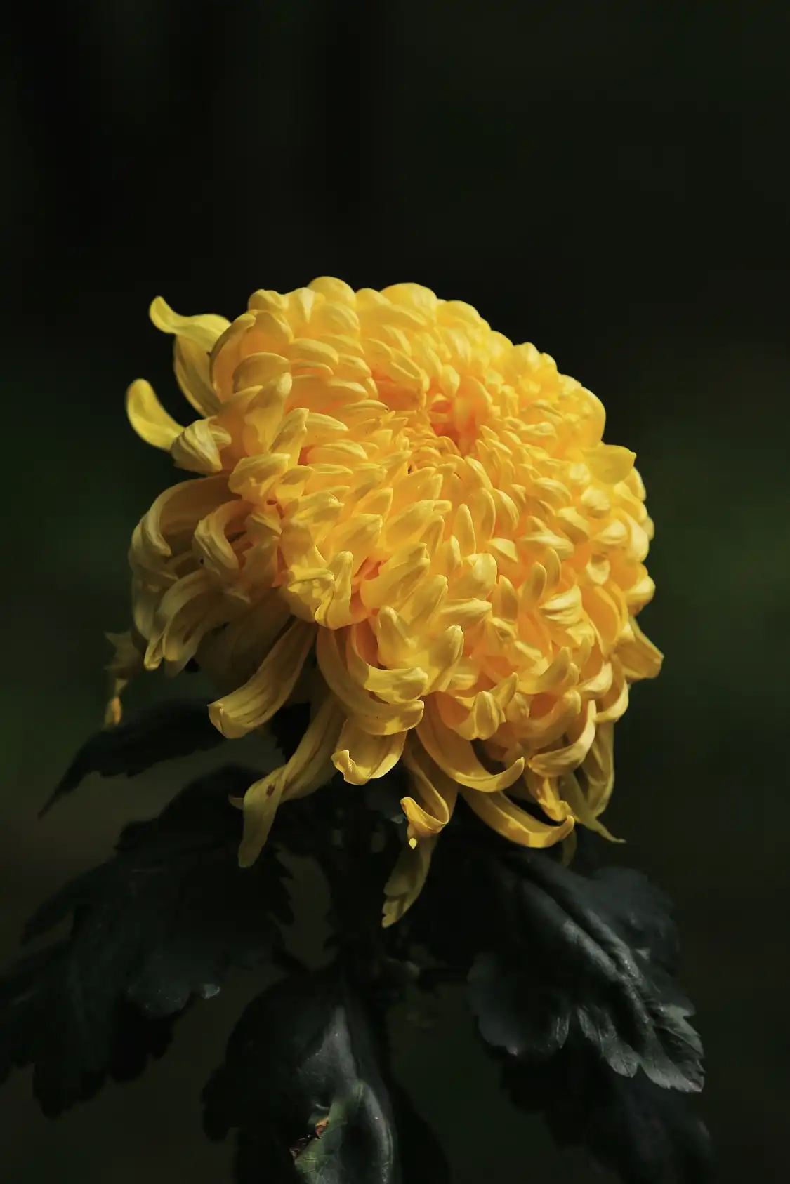 Các khách sạn gần An'ning Botanical Garden