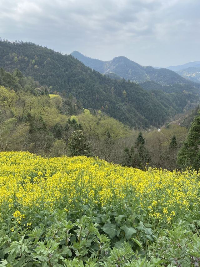 陽產土樓