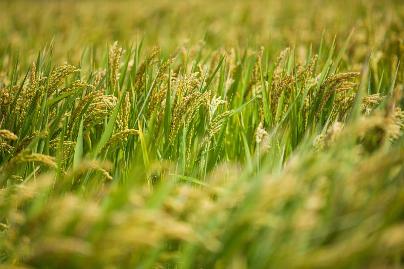 Jinmen Farming Culture Experience Park, Anji County