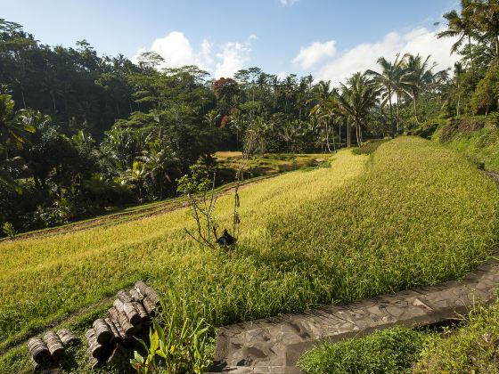 Tegalalang Rice Terrace