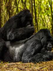 ビソーク・ハイク・ボルケーノズ国立公園