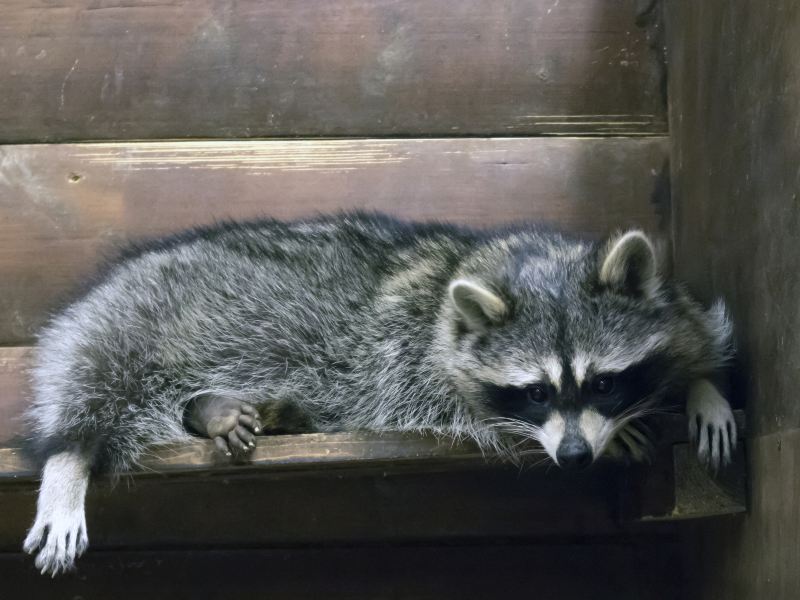 Nanshan Park Zoo