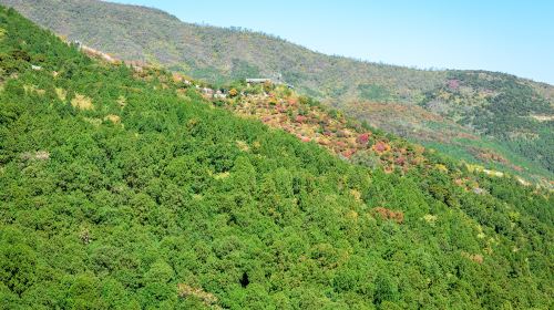 The Bamboo Forest Longevity Mountain