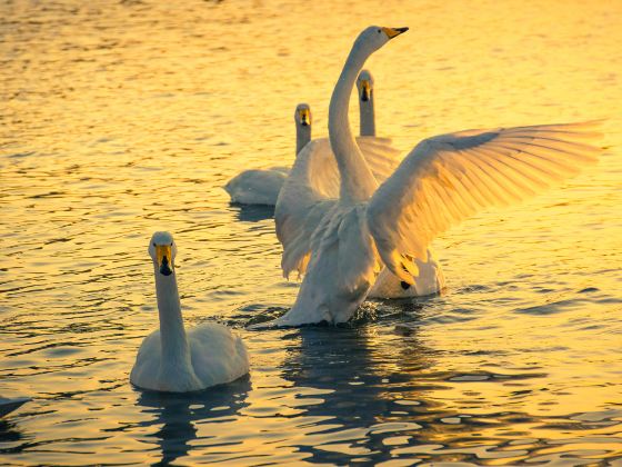 Whooper Swan National Nature Reserve