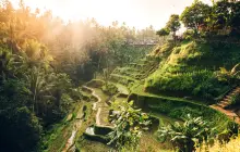 Tegallalang Rice Terrace