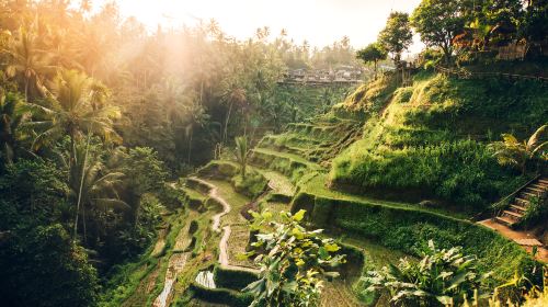 Tegalalang Rice Terrace