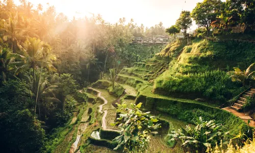 Tegalalang Rice Terrace