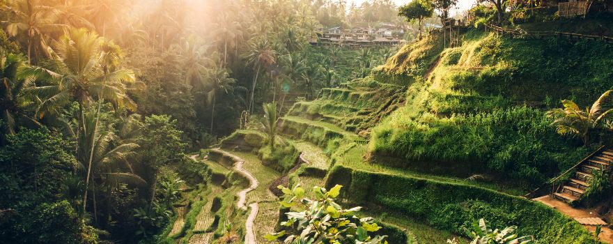 Tegalalang Rice Terrace