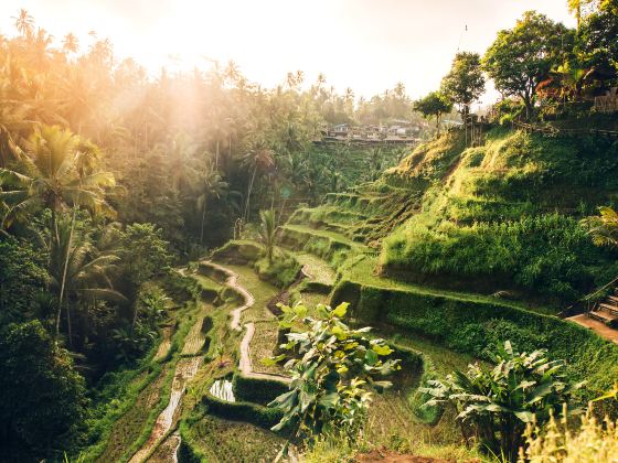 Tegalalang Rice Terrace