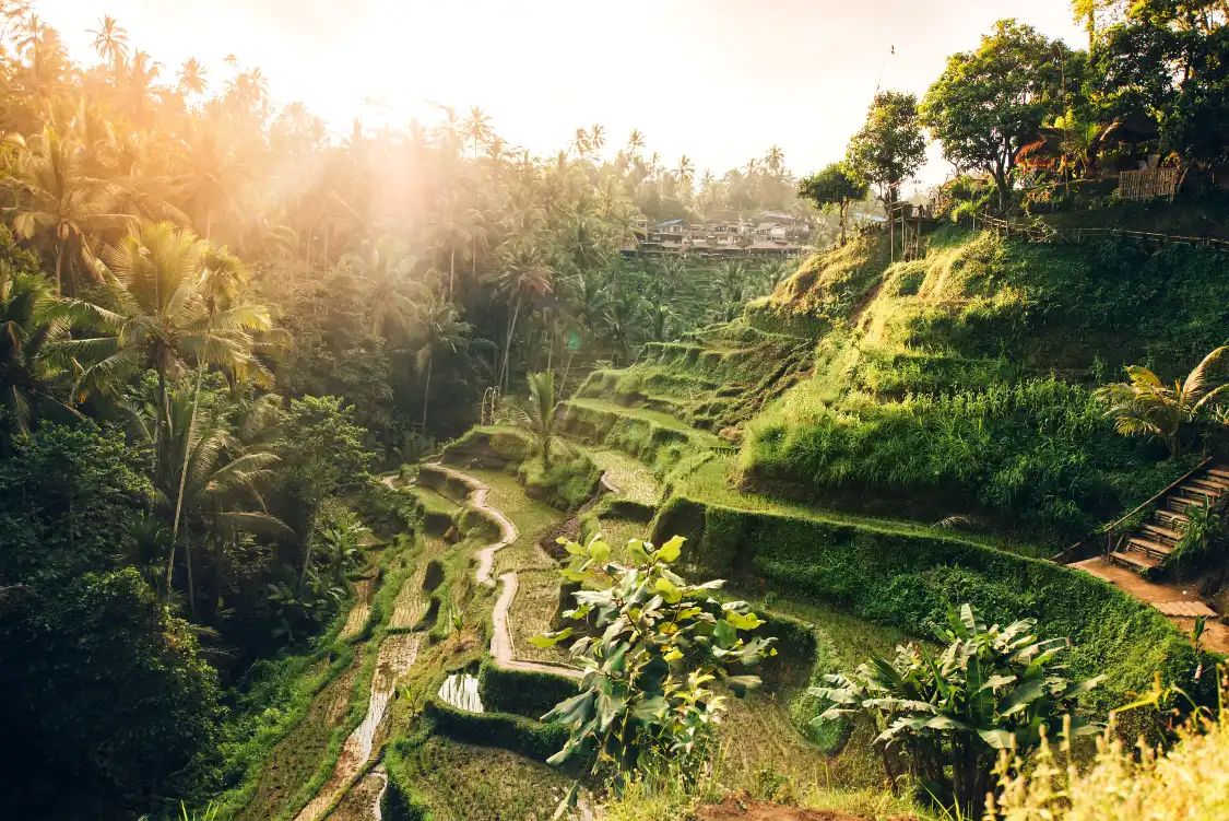 Hotels near Tegalalang Rice Terrace
