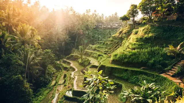 Tegallalang Rice Terrace