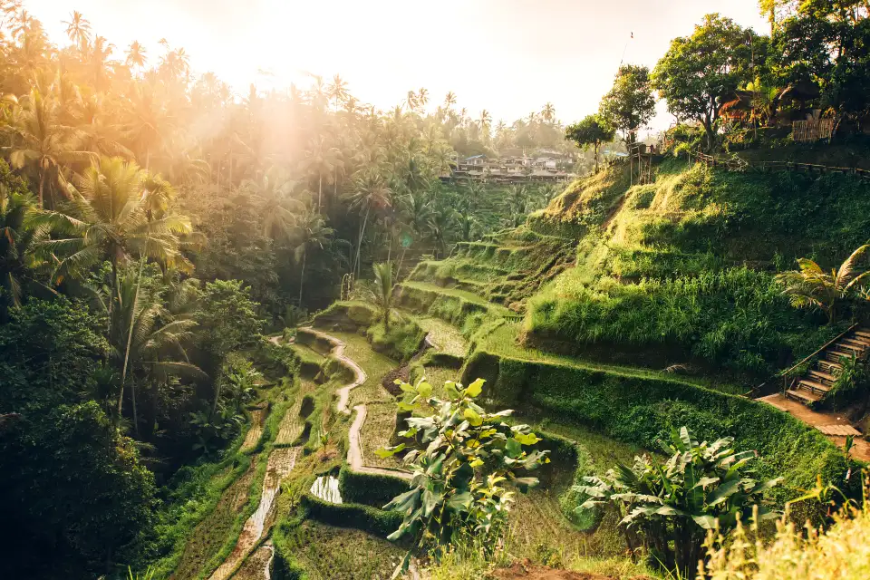 1_Tegallalang Rice Terrace