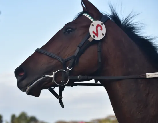 Разрешено размещения с домашними животными Отели в г. Джорджтаун (Кентукки)