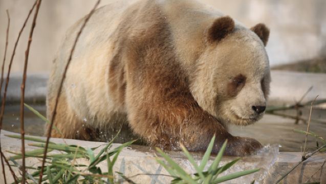 西安《駝鈴傳奇》秀+秦嶺四寶一日遊【接駁+門票+旅意險】