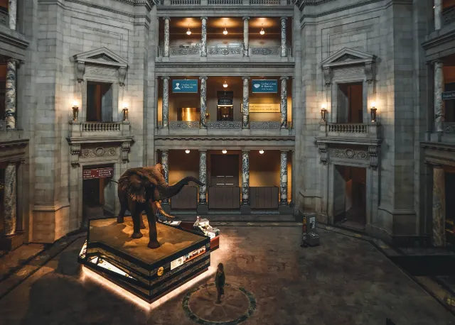 Amazing Virtual Zoo Tours & Museums to Explore on Your Couch