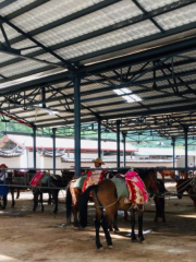 拉市海茶馬古道老木騎馬場