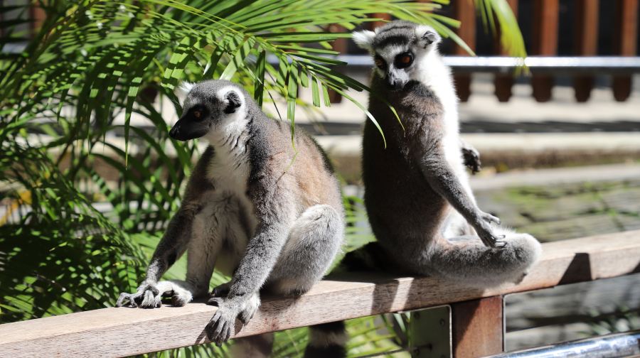 布里斯班+可倫賓野生動物保護園+華納兄弟電影世界一日遊