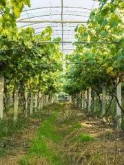 Vineyard at Jiulong Island